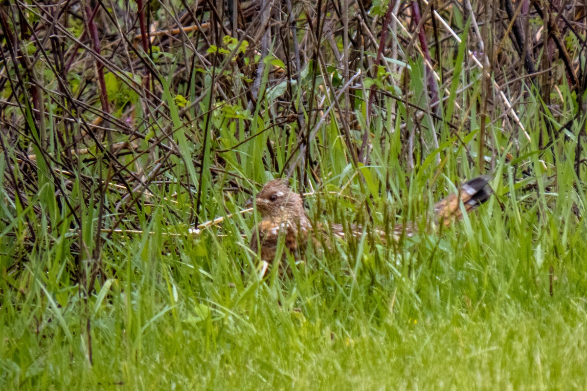 Ruffed Grouse - ML613358481