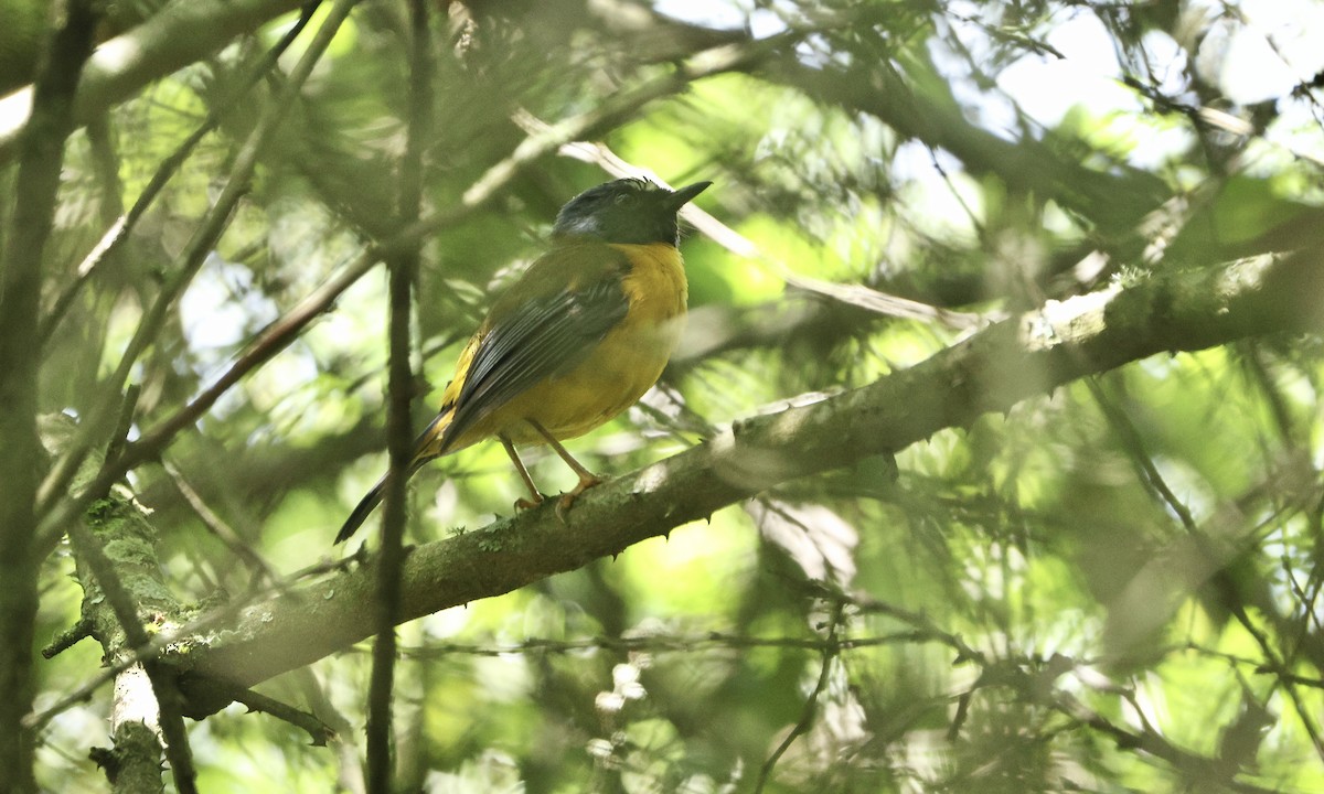 White-starred Robin - ML613358482