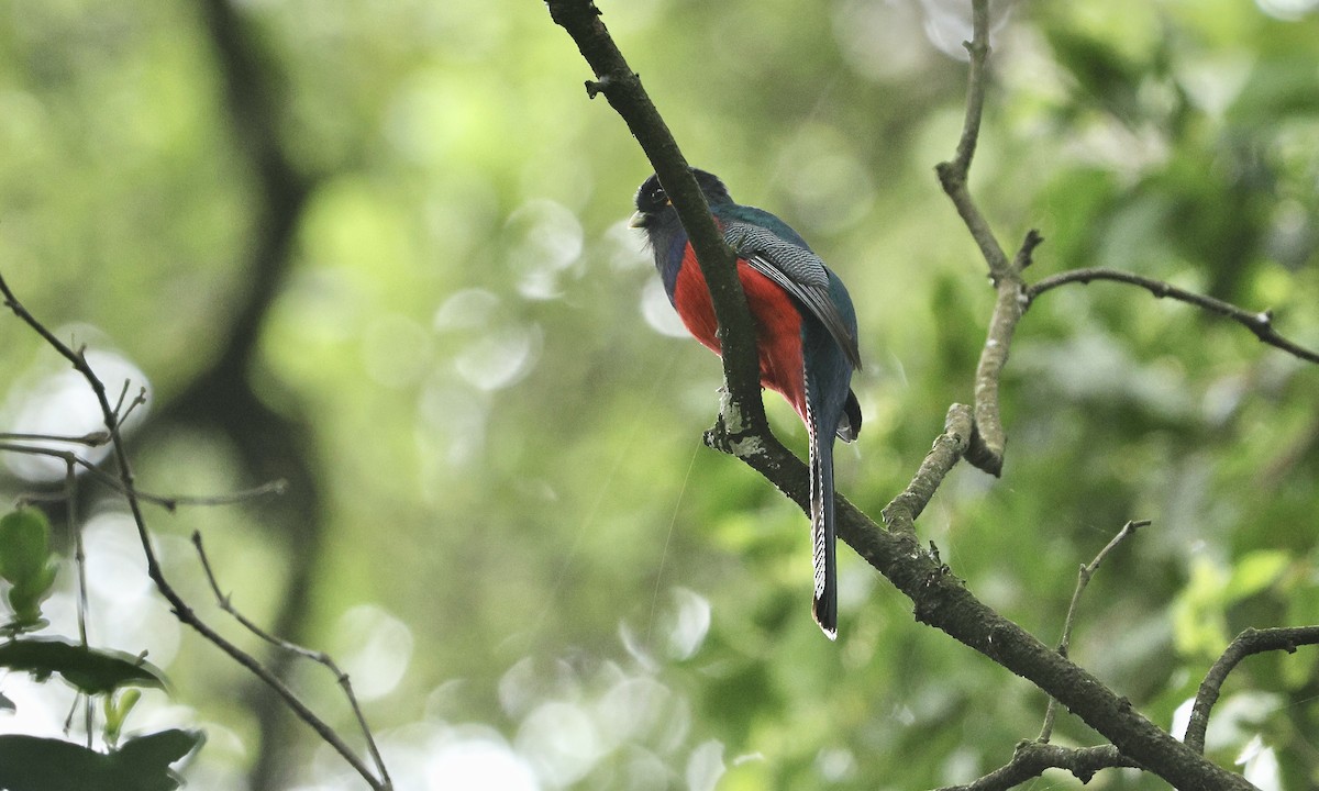 Çizgili Kuyruklu Trogon - ML613358486