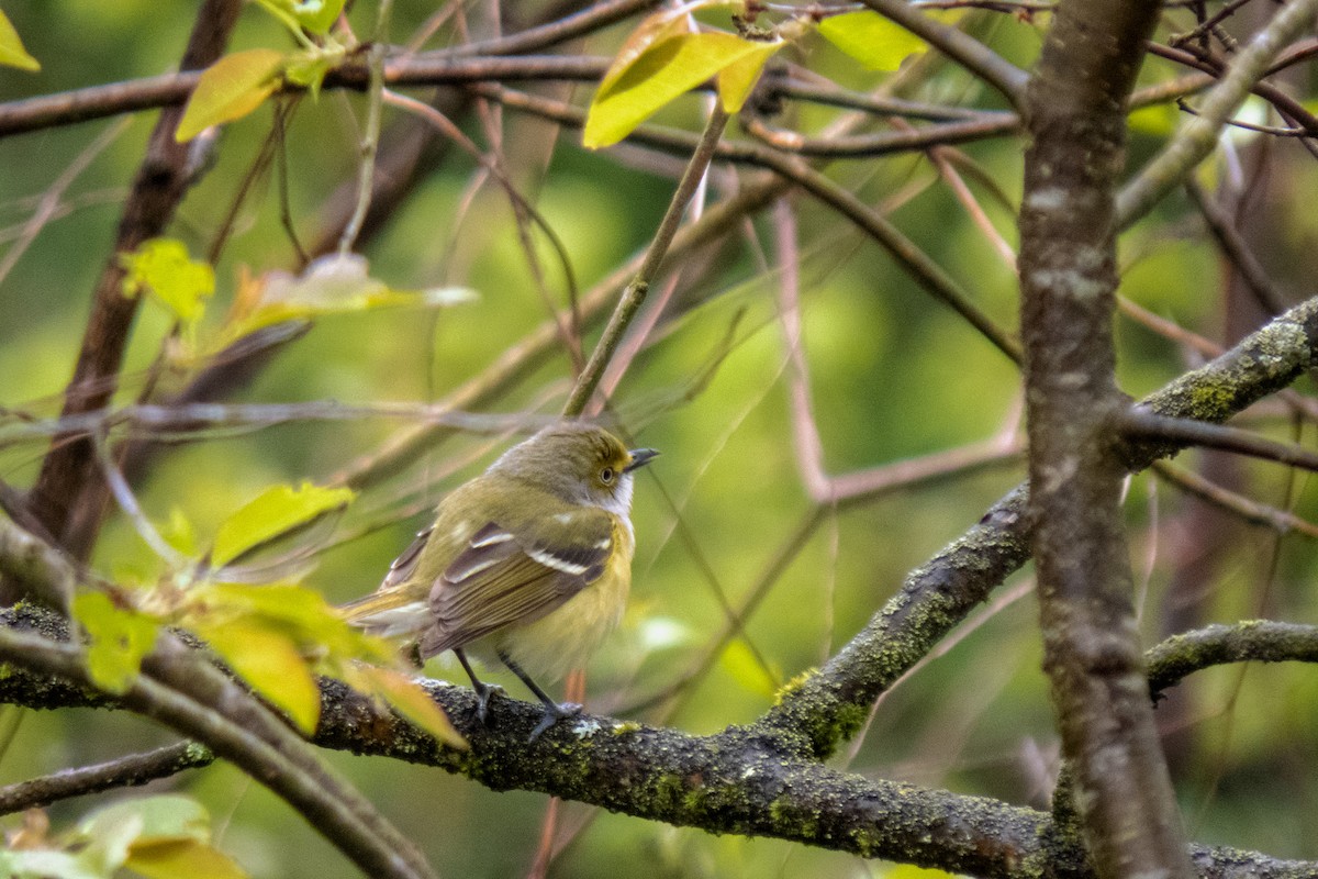 White-eyed Vireo - Trevor Zook