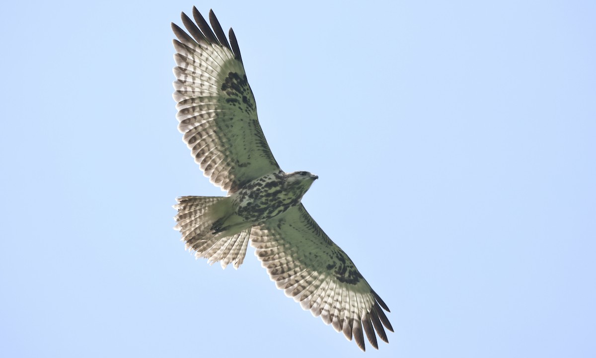 Mountain Buzzard - ML613358489