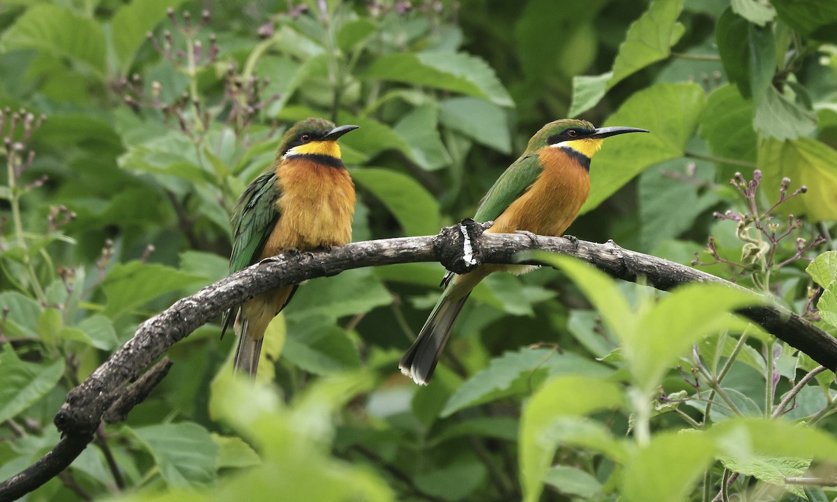 Cinnamon-chested Bee-eater - ML613358491