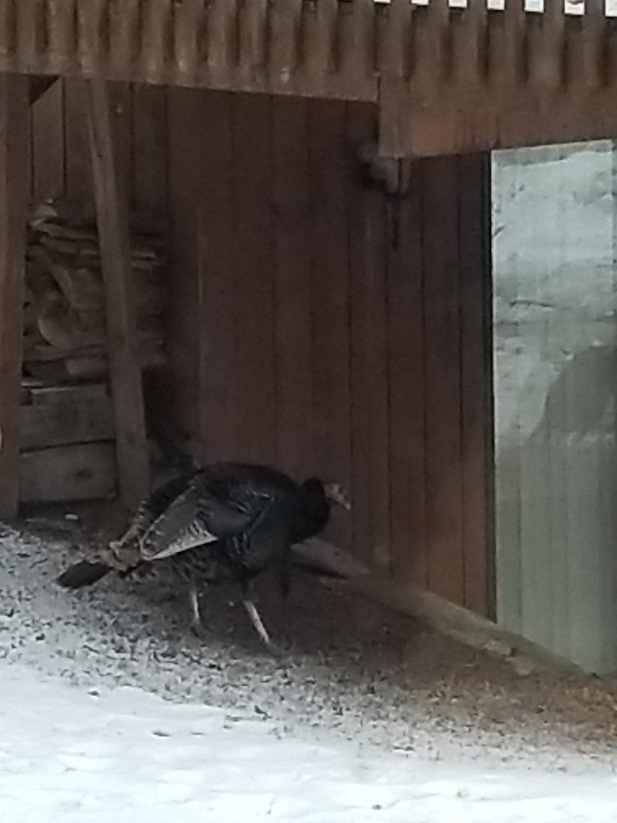 Wild Turkey - ML613358493