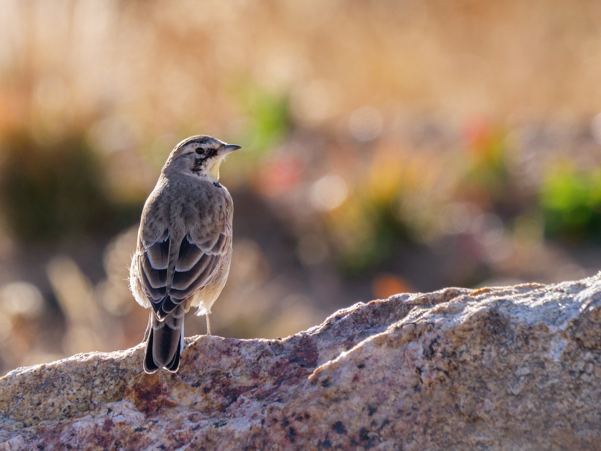 Horned Lark - Aidan Lorenz