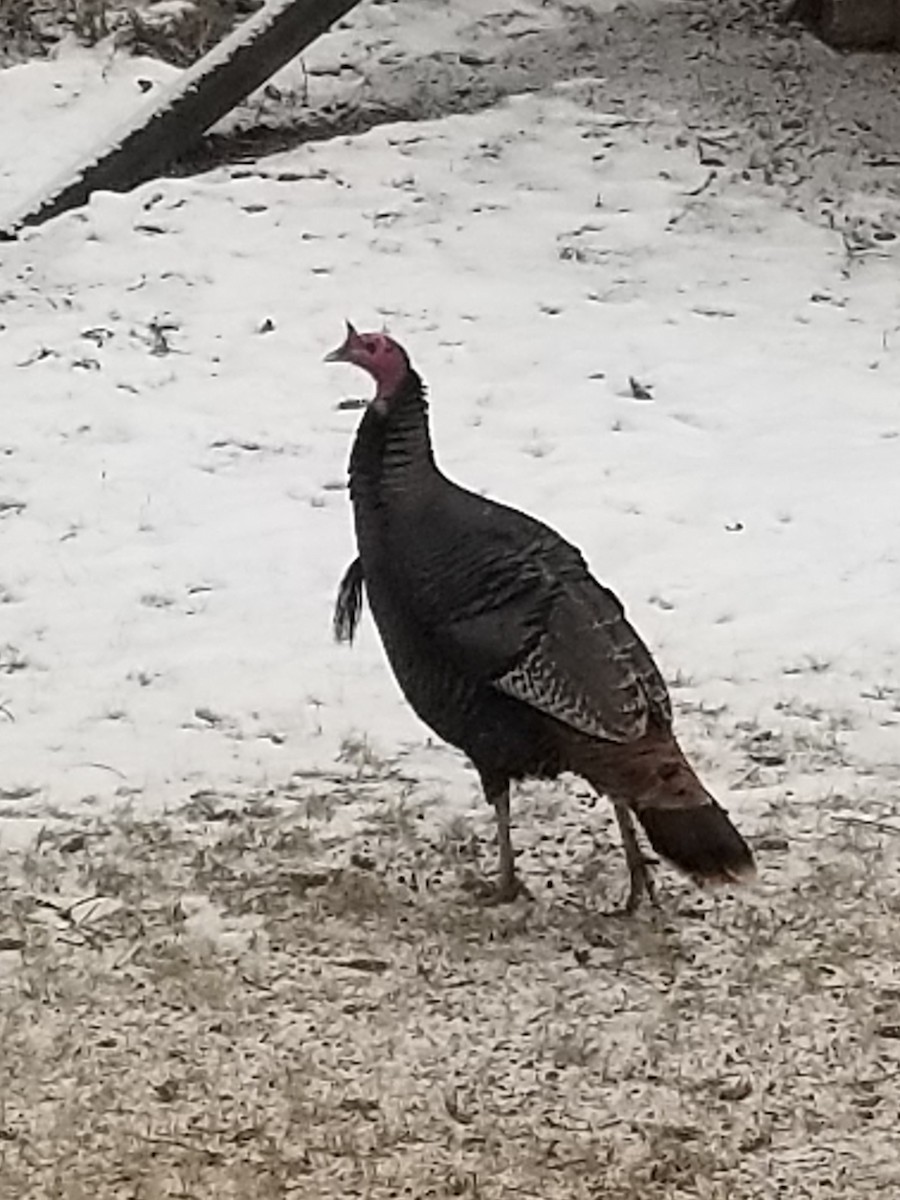 Wild Turkey - ML613358527