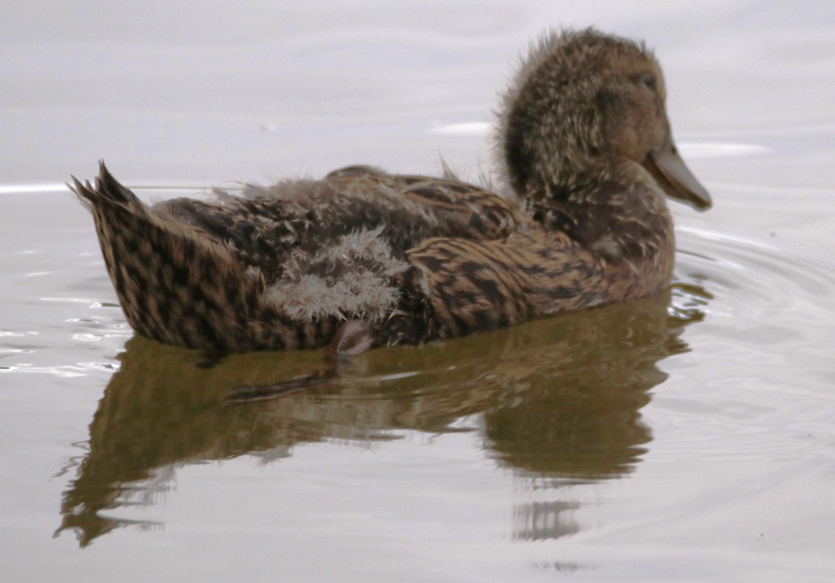 Mallard (Domestic type) - ML613358588