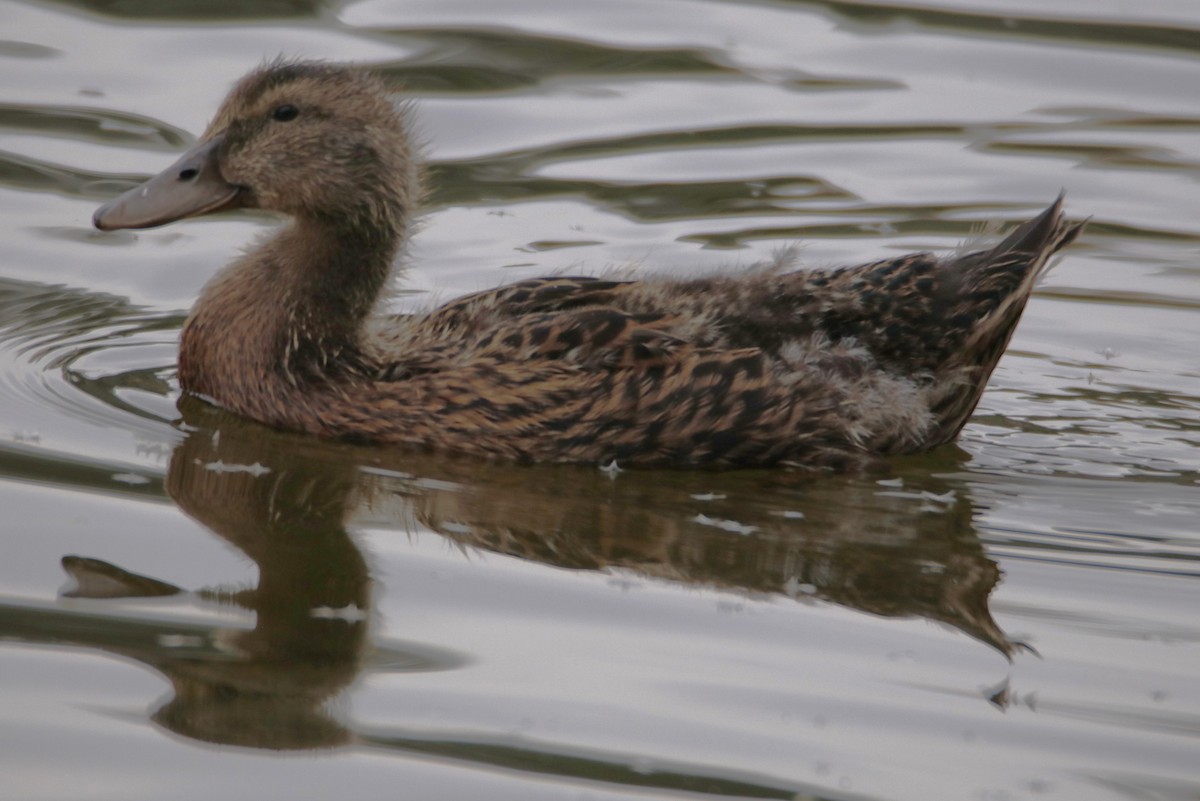 Mallard (Domestic type) - ML613358591