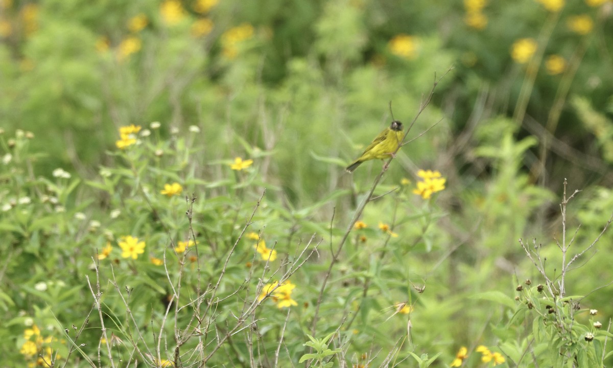 Southern Citril - ML613358608