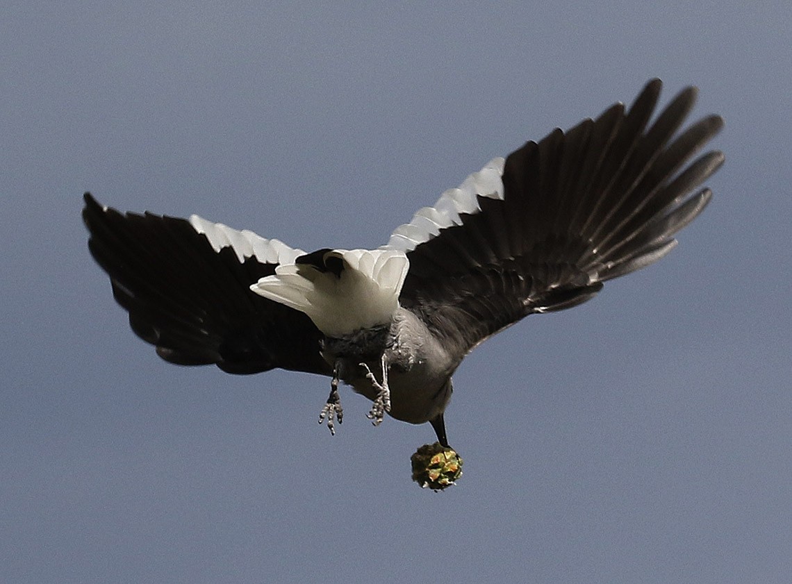 Clark's Nutcracker - ML61335861