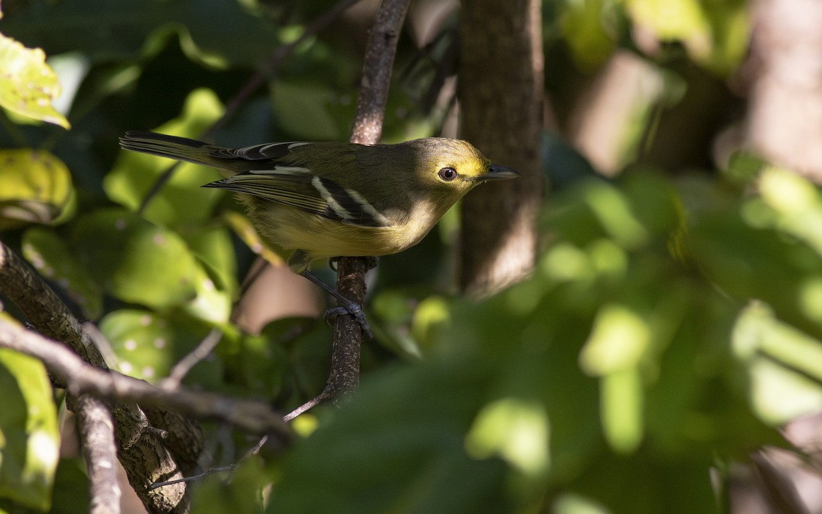 Thick-billed Vireo - ML613358613