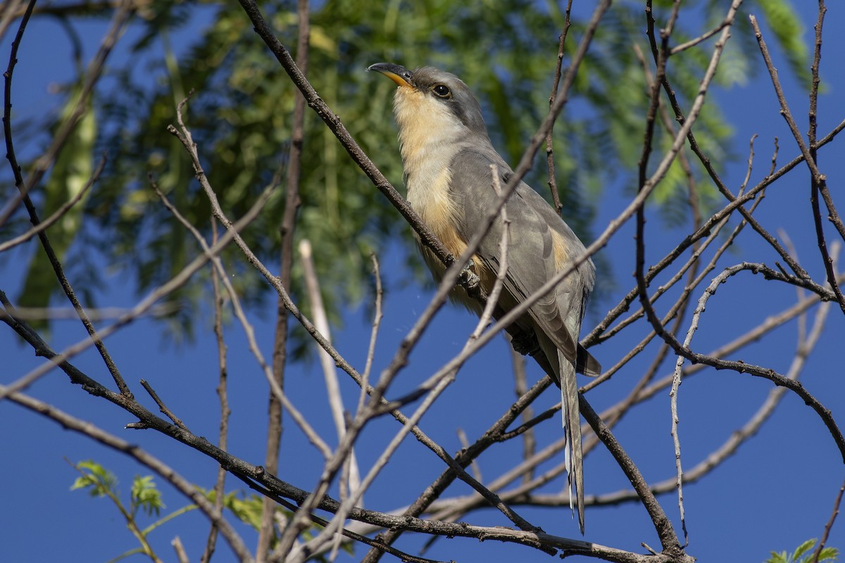 Mangrove Cuckoo - ML613358654