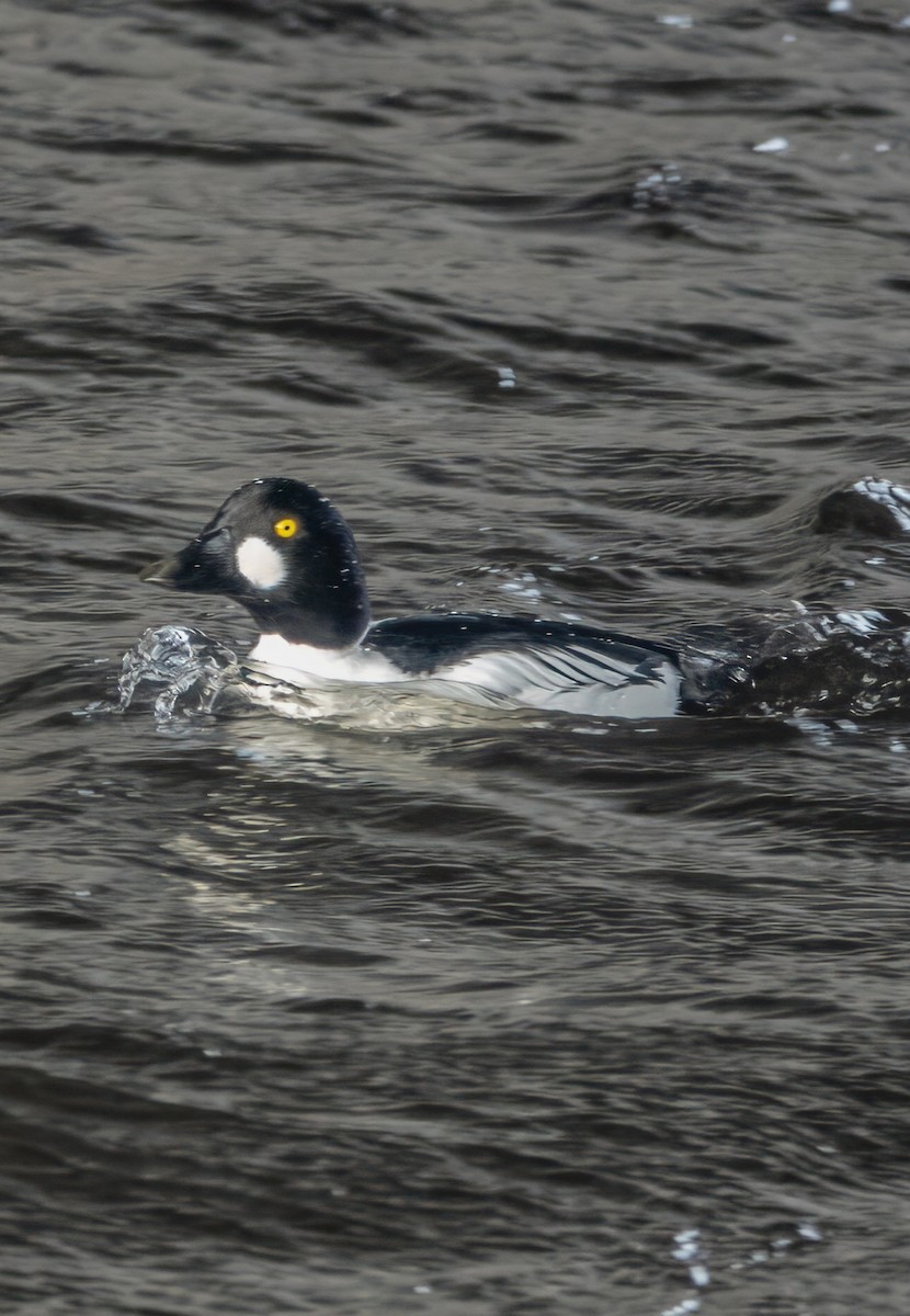 Common Goldeneye - ML613358735