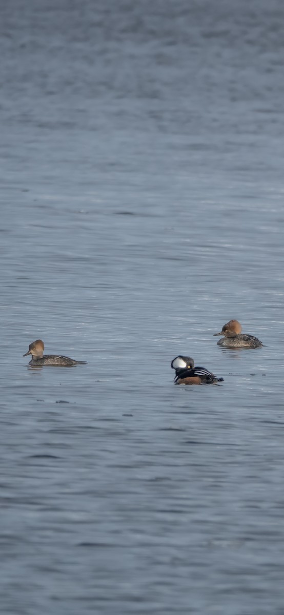 Hooded Merganser - ML613358743