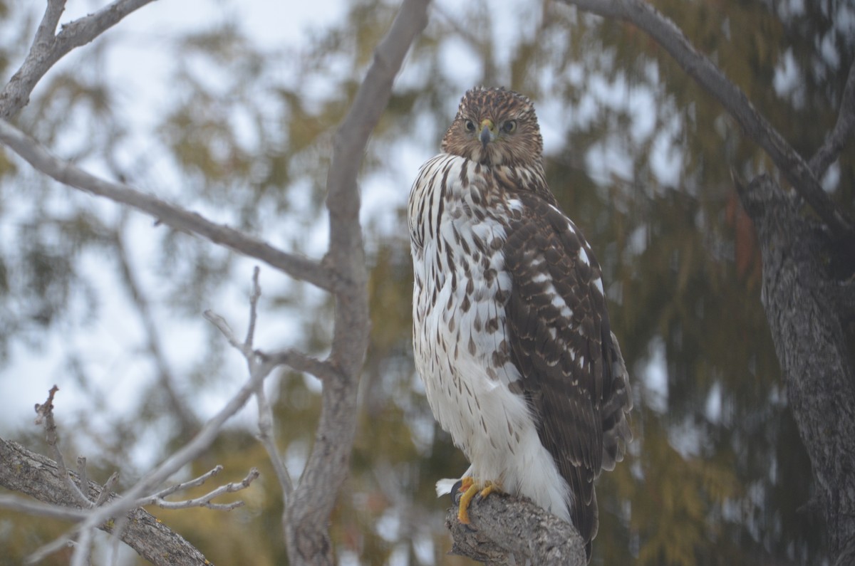 Cooper's Hawk - ML613358746