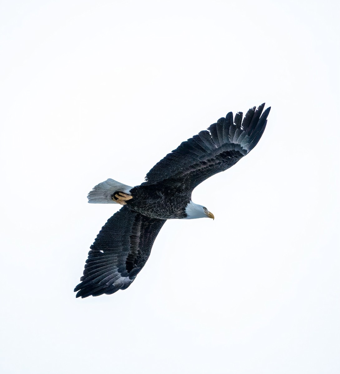 Bald Eagle - ML613358747