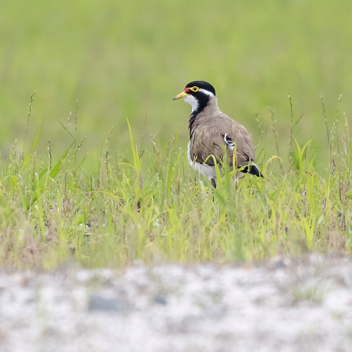 Banded Lapwing - Steven Pratt