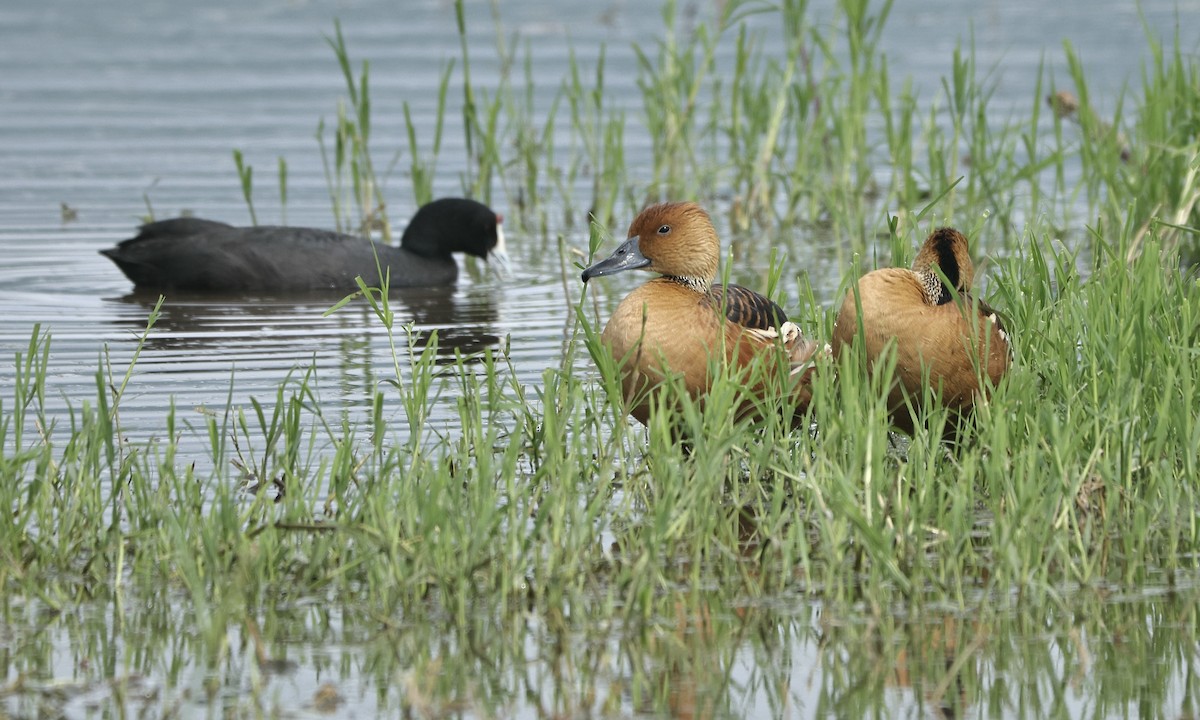 Fulvous Whistling-Duck - ML613358756