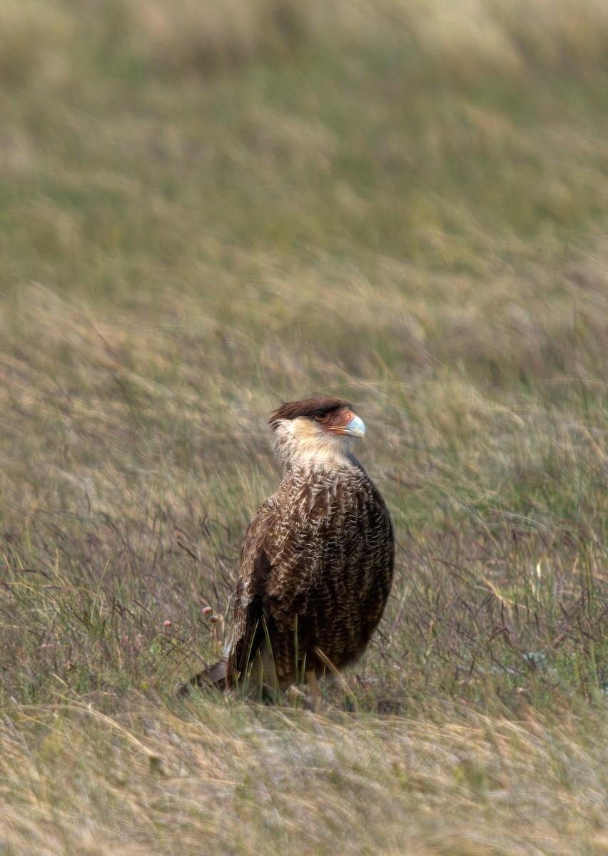 Crested Caracara (Southern) - ML613358771