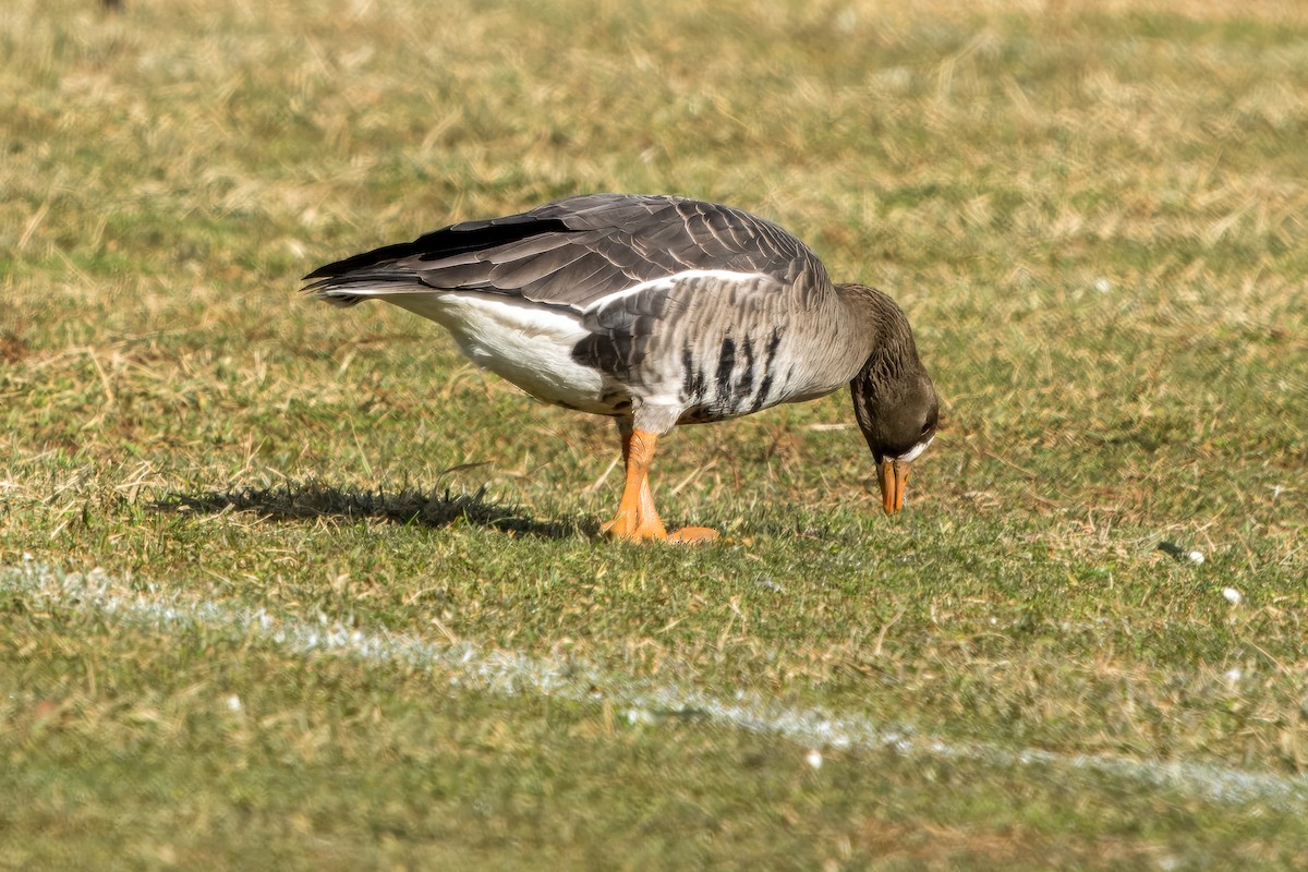 Greater White-fronted Goose - ML613358773