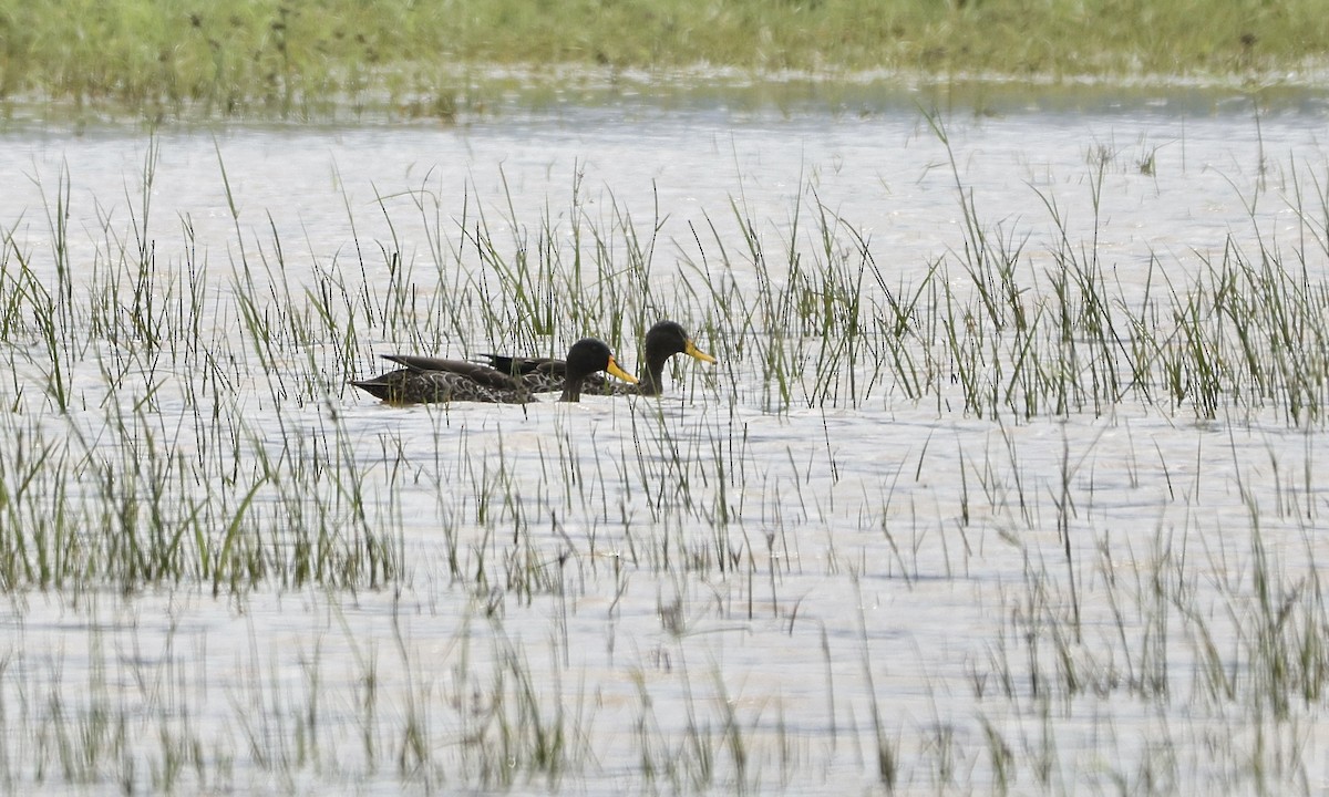 Canard à bec jaune - ML613358776