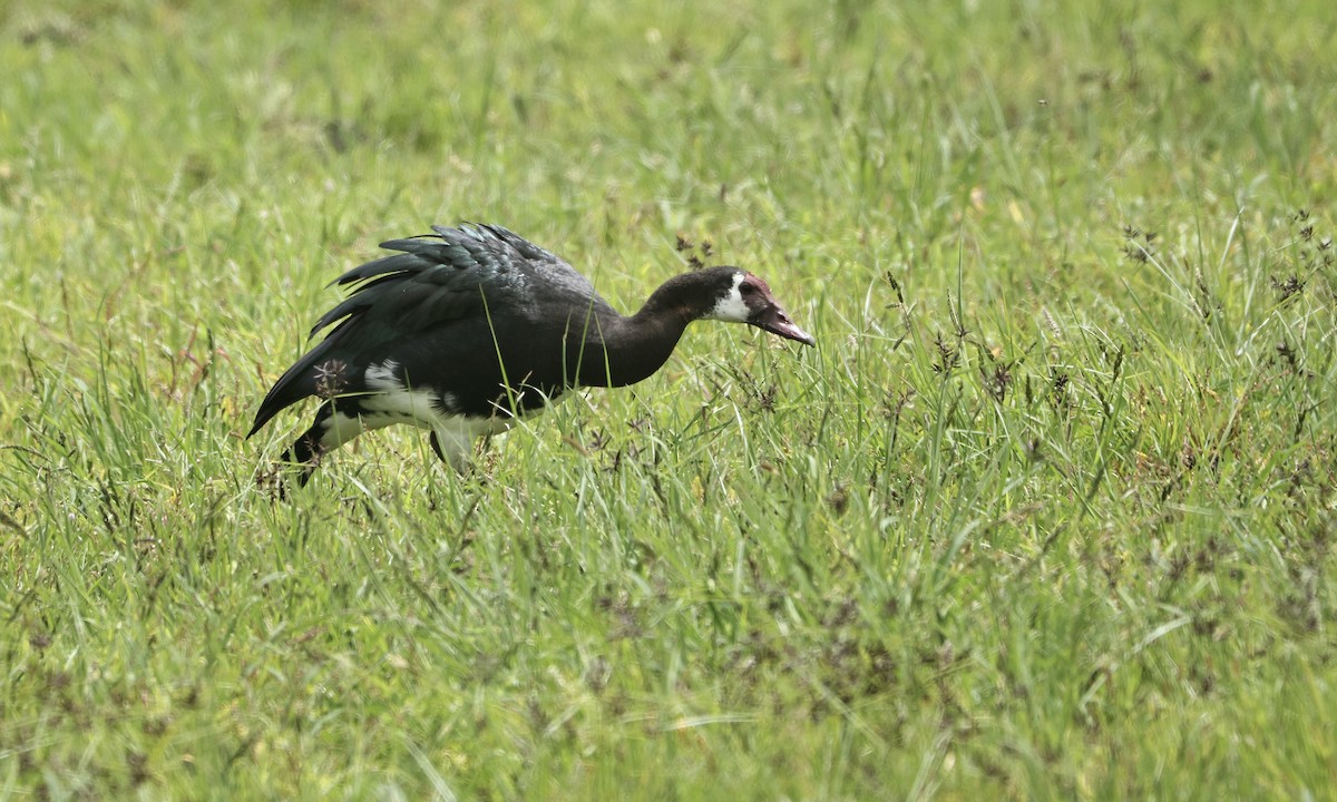 Spur-winged Goose - ML613358779