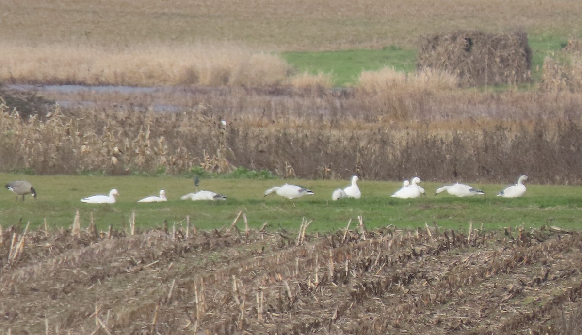 Snow Goose - ML613358817