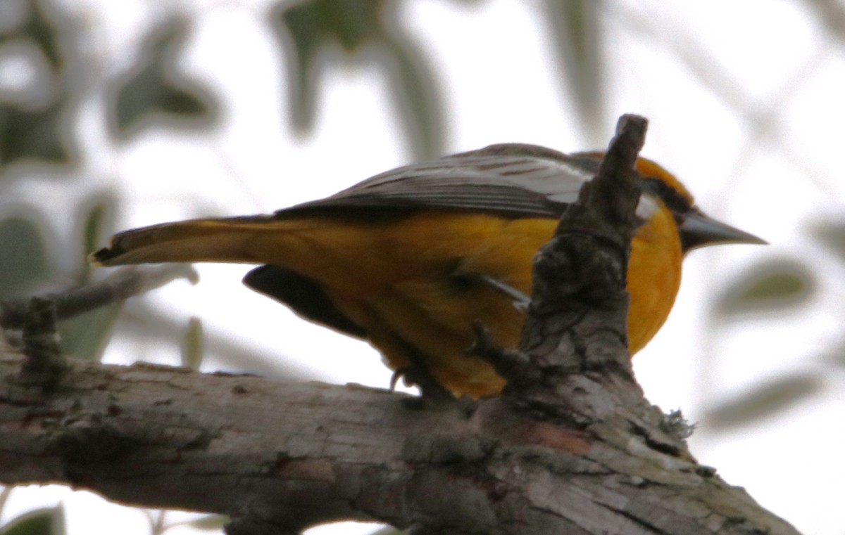 Bullock's Oriole - ML613358833
