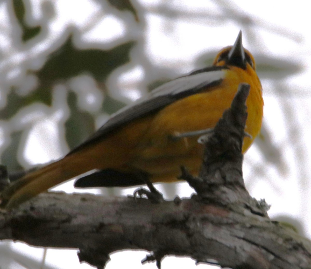 Bullock's Oriole - ML613358834