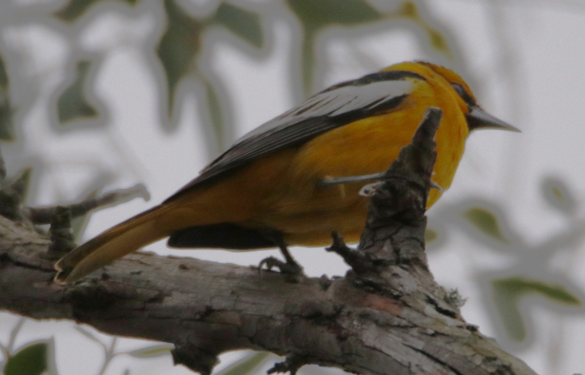 Bullock's Oriole - ML613358835