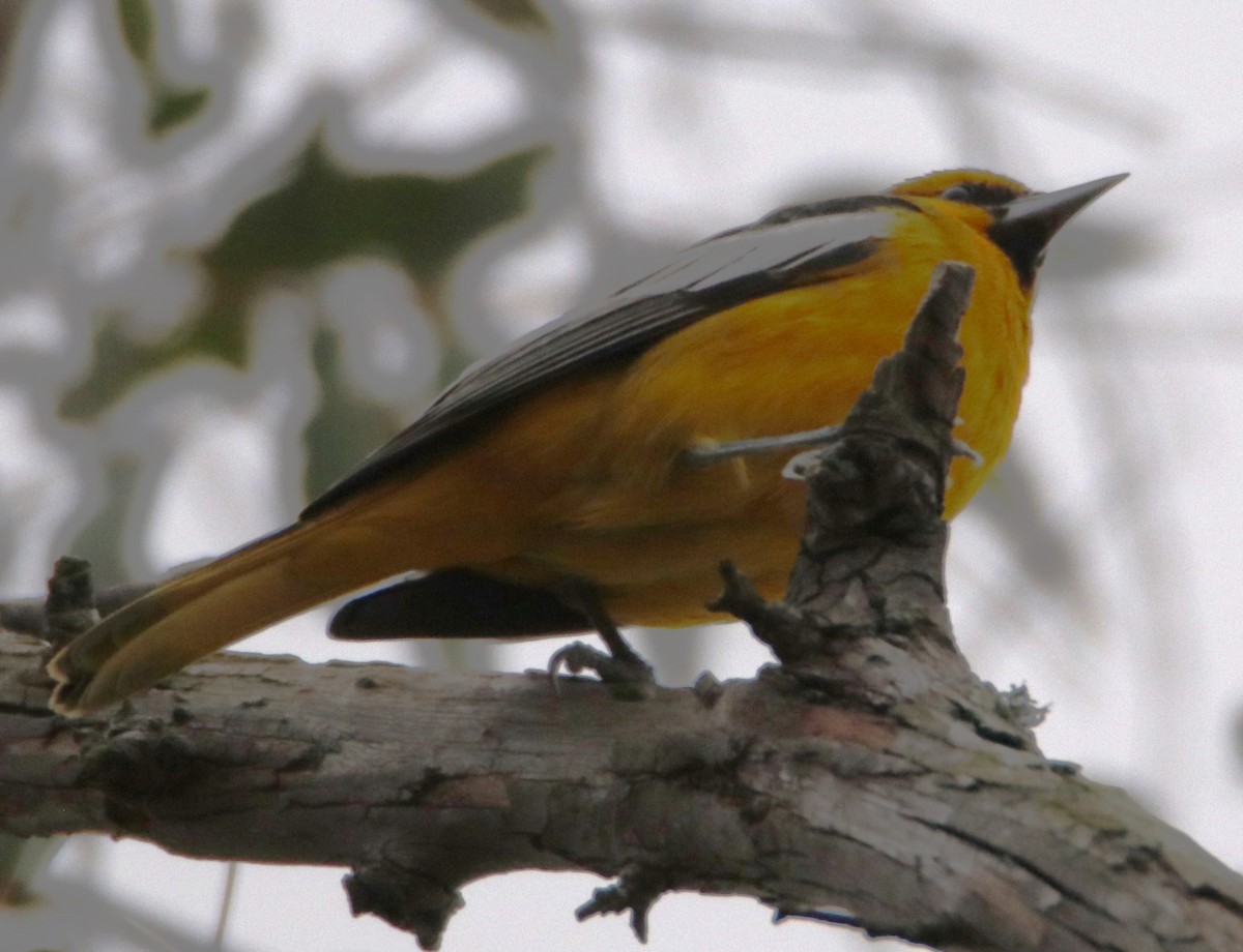 Bullock's Oriole - ML613358836