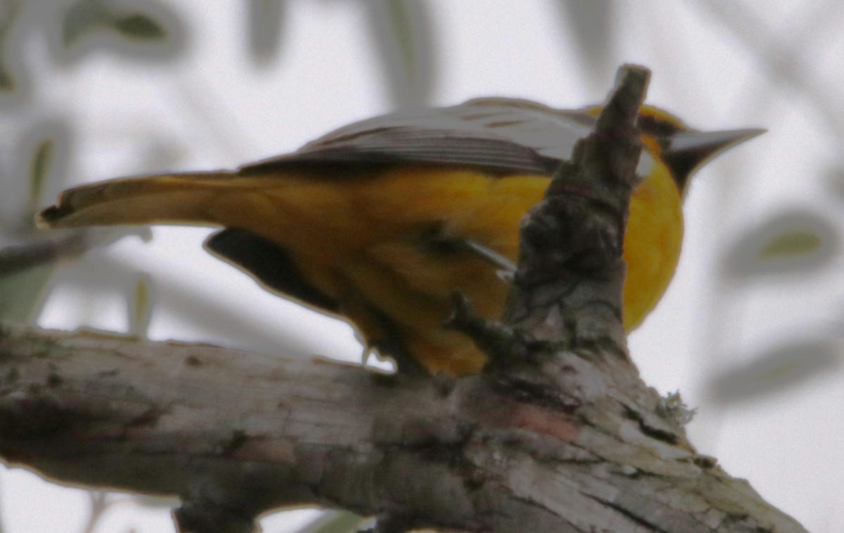Bullock's Oriole - ML613358837