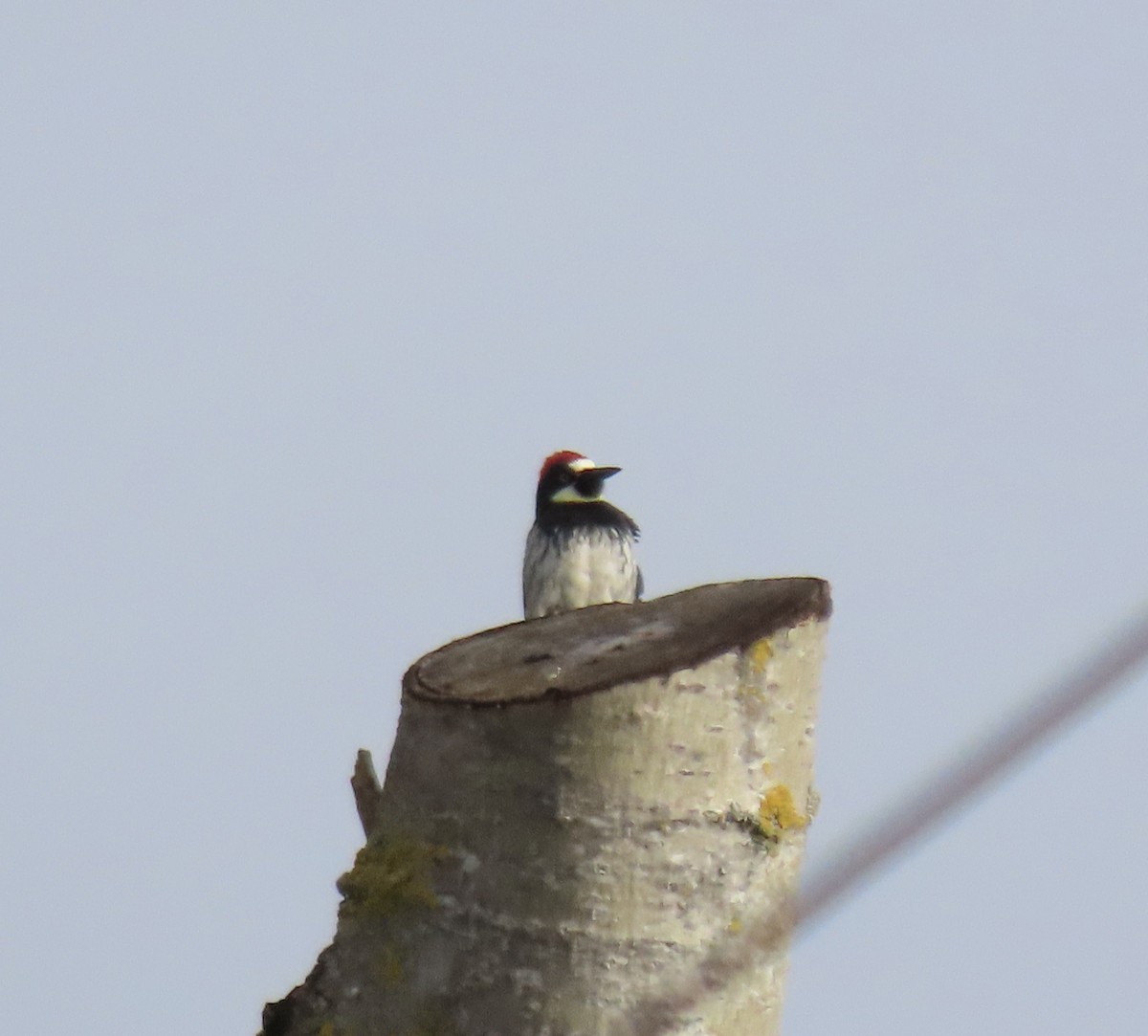 Acorn Woodpecker - ML613358839