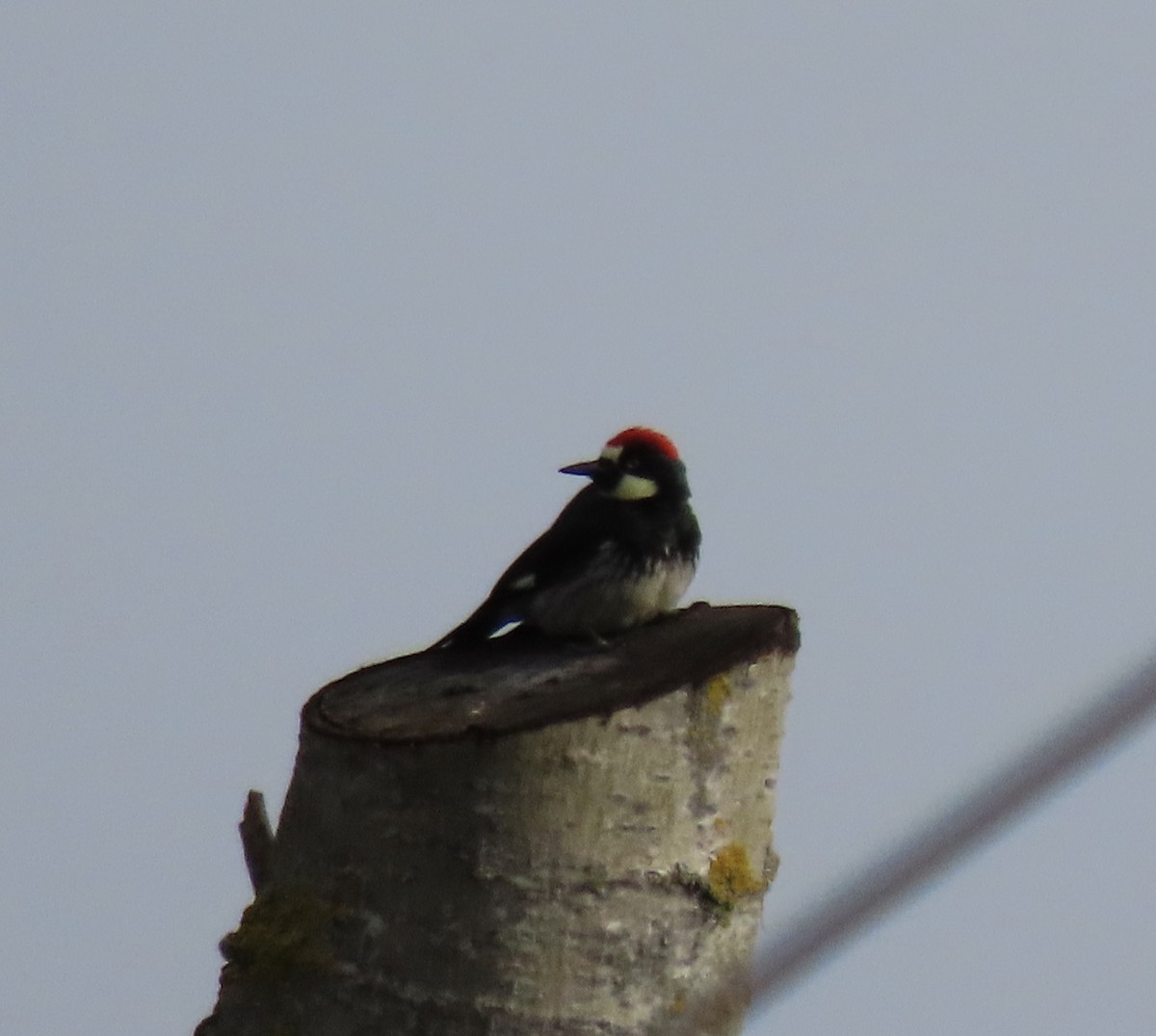 Acorn Woodpecker - ML613358852