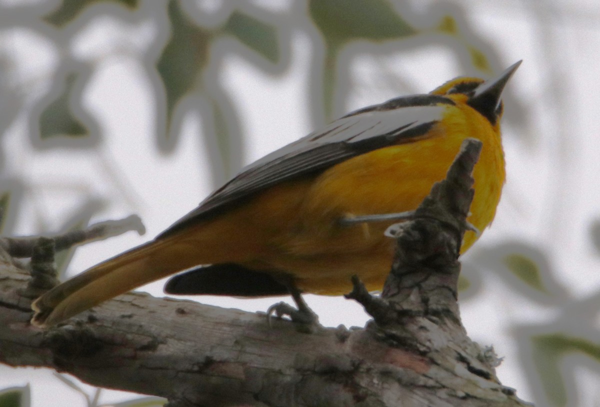 Bullock's Oriole - ML613358858