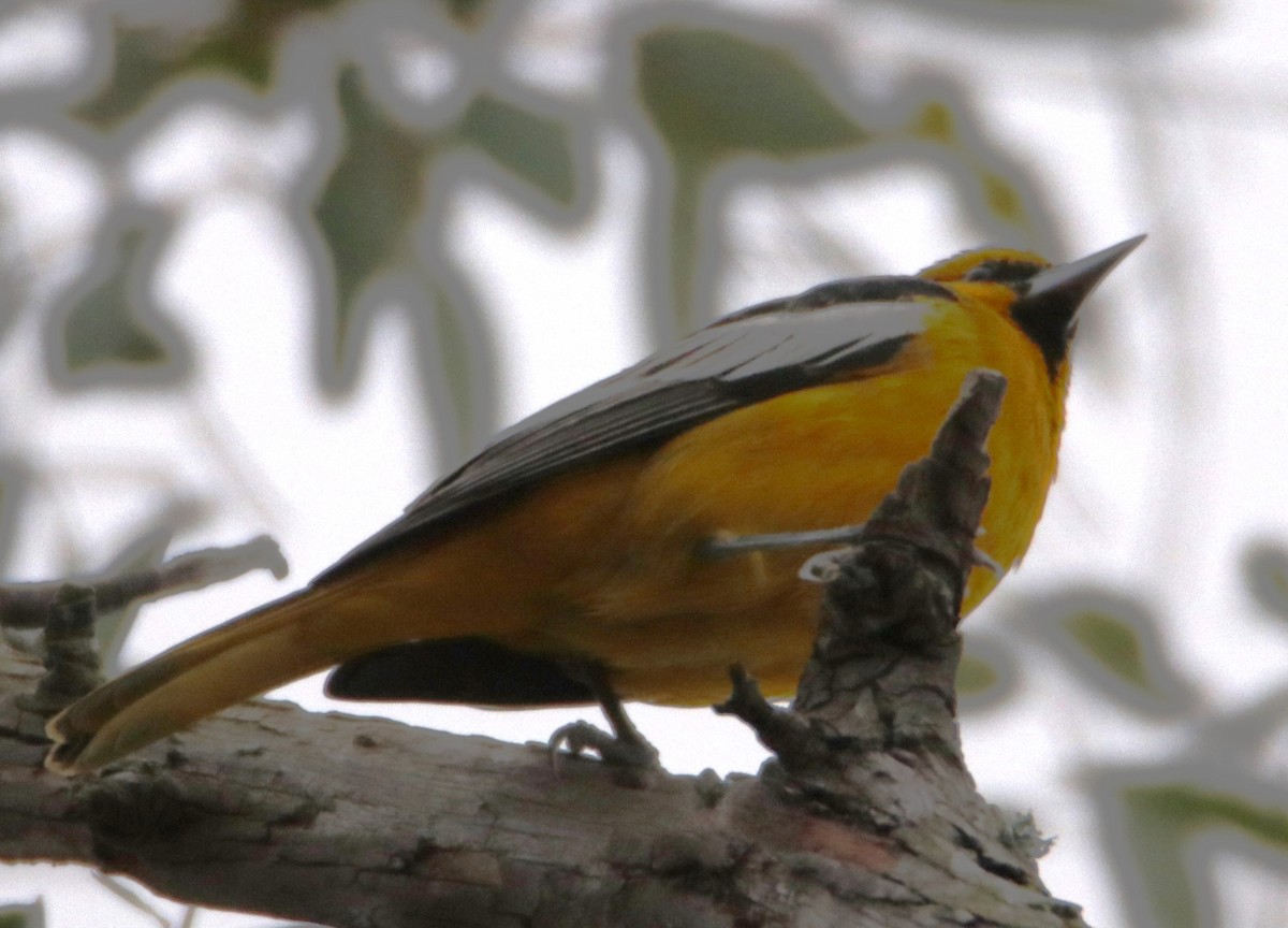 Bullock's Oriole - ML613358859