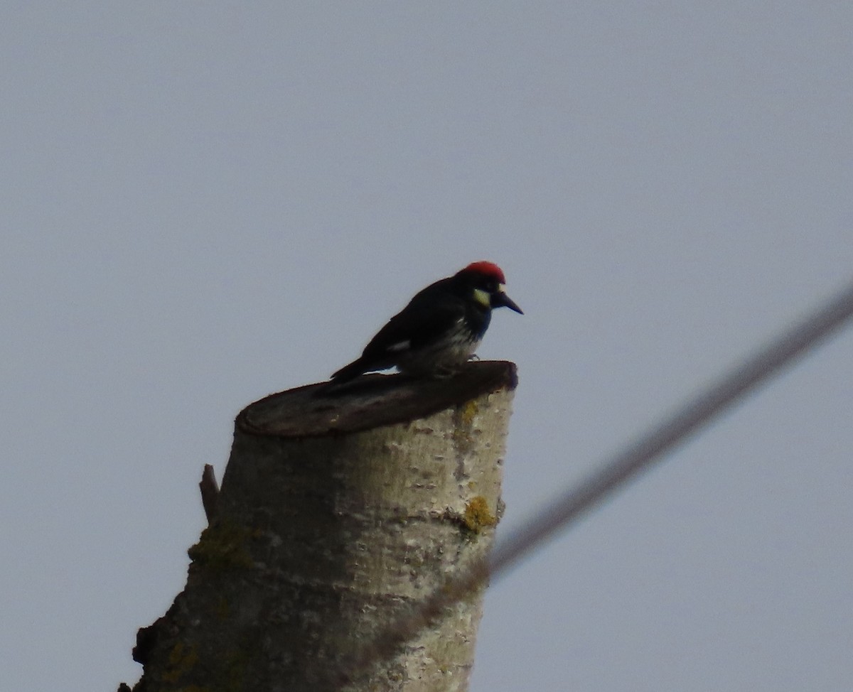 Acorn Woodpecker - ML613358865