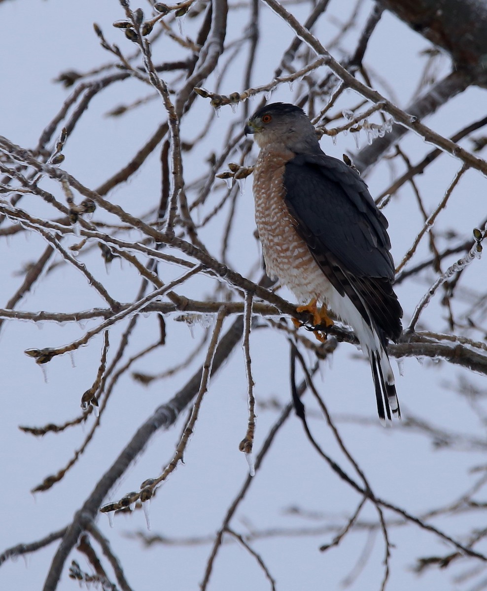 Cooper's Hawk - ML613358909