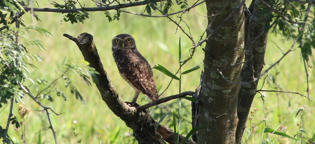 Burrowing Owl - Caroline Cassiana