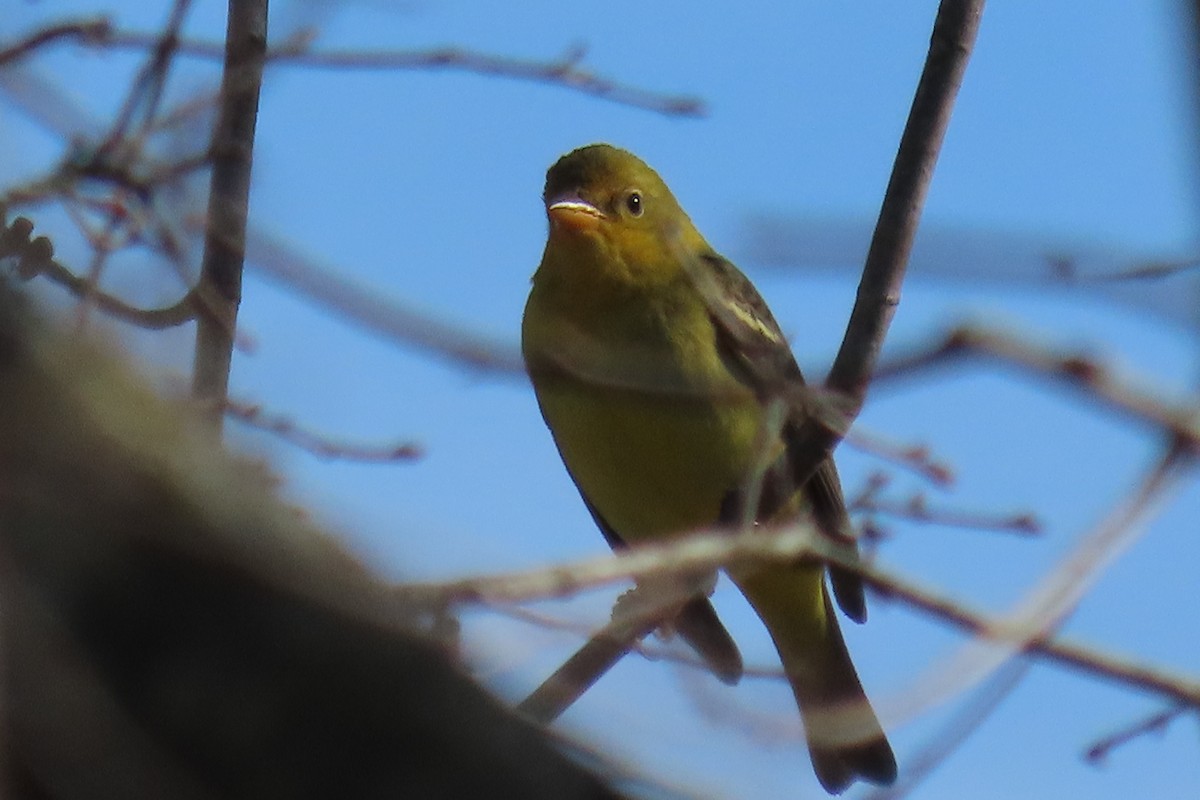 Western Tanager - ML613359131