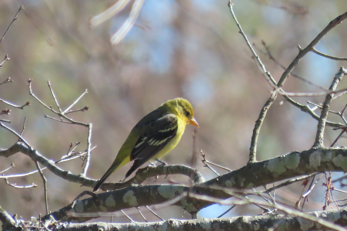 Western Tanager - ML613359132