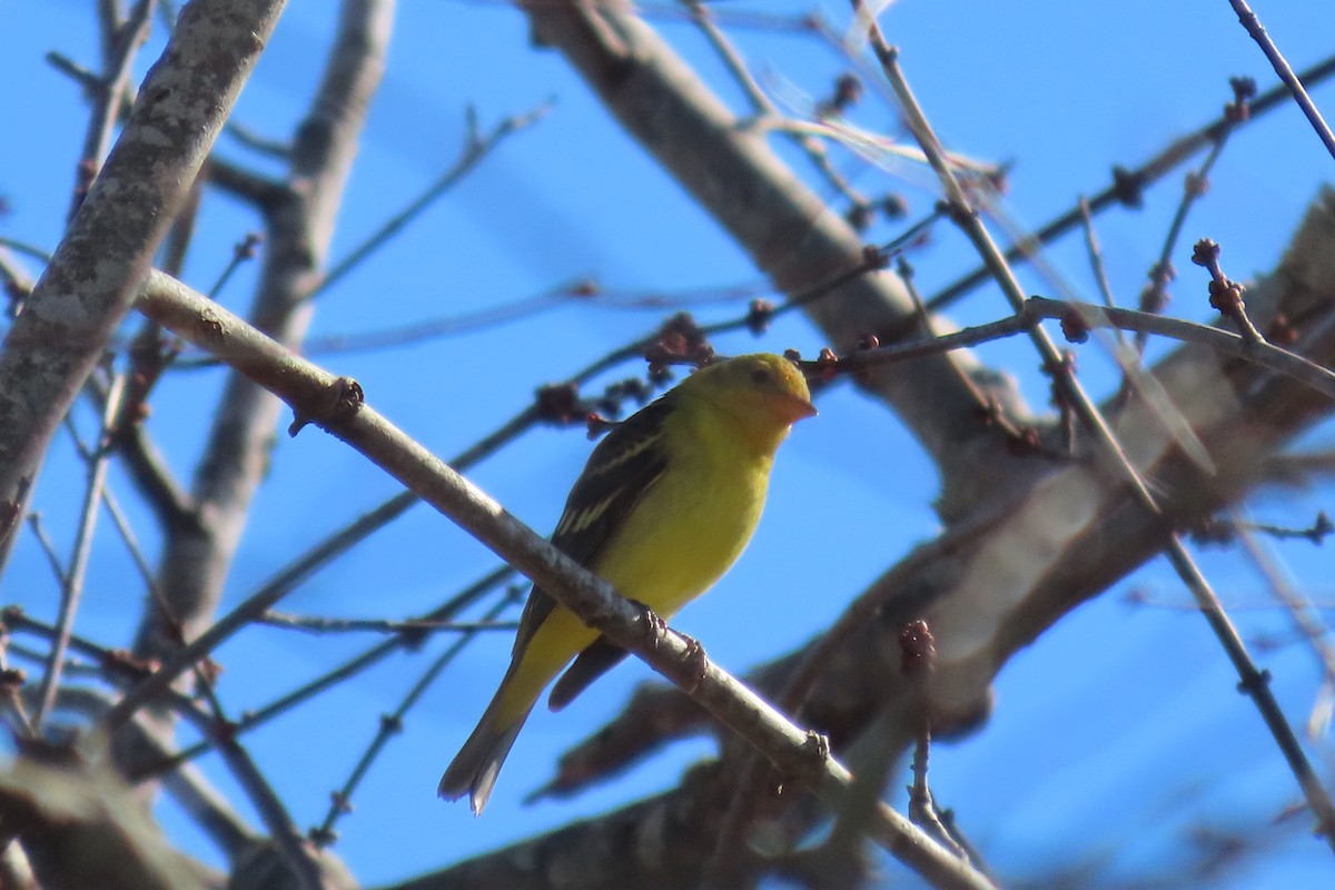 Western Tanager - ML613359133