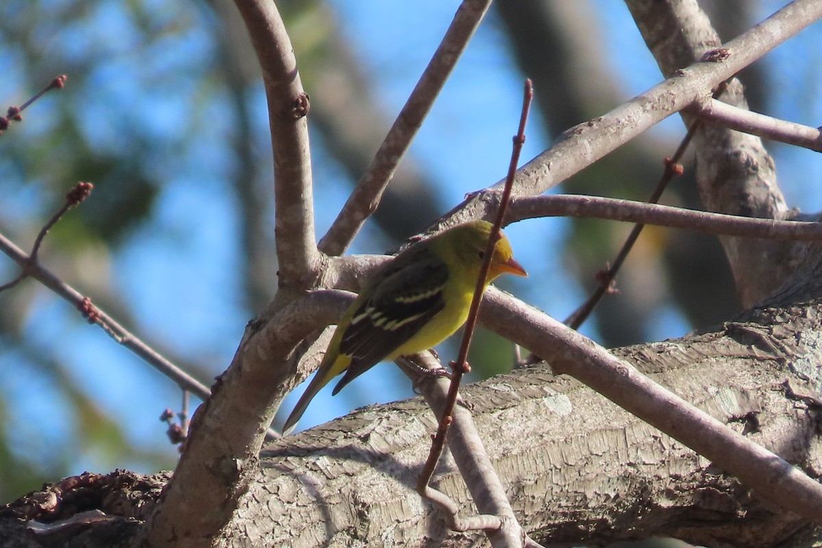 Western Tanager - ML613359134
