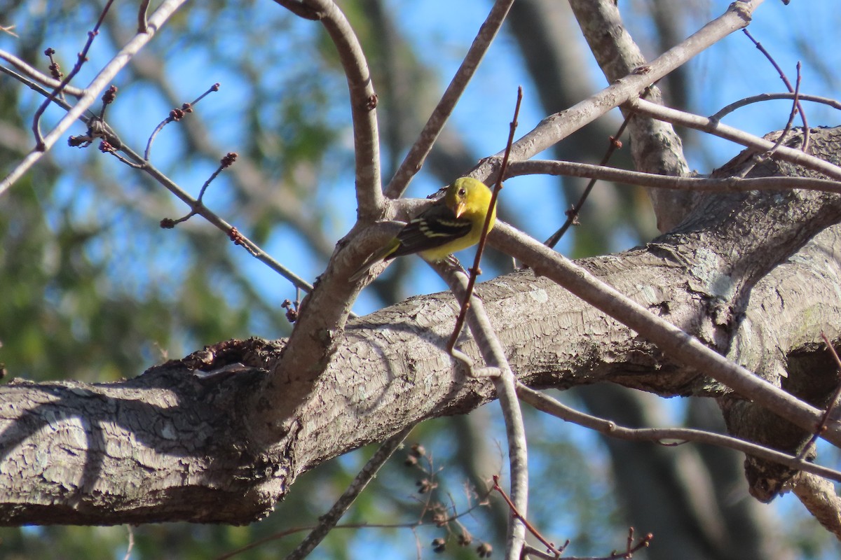 Western Tanager - ML613359135