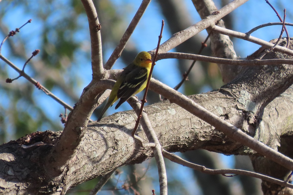 Western Tanager - ML613359136