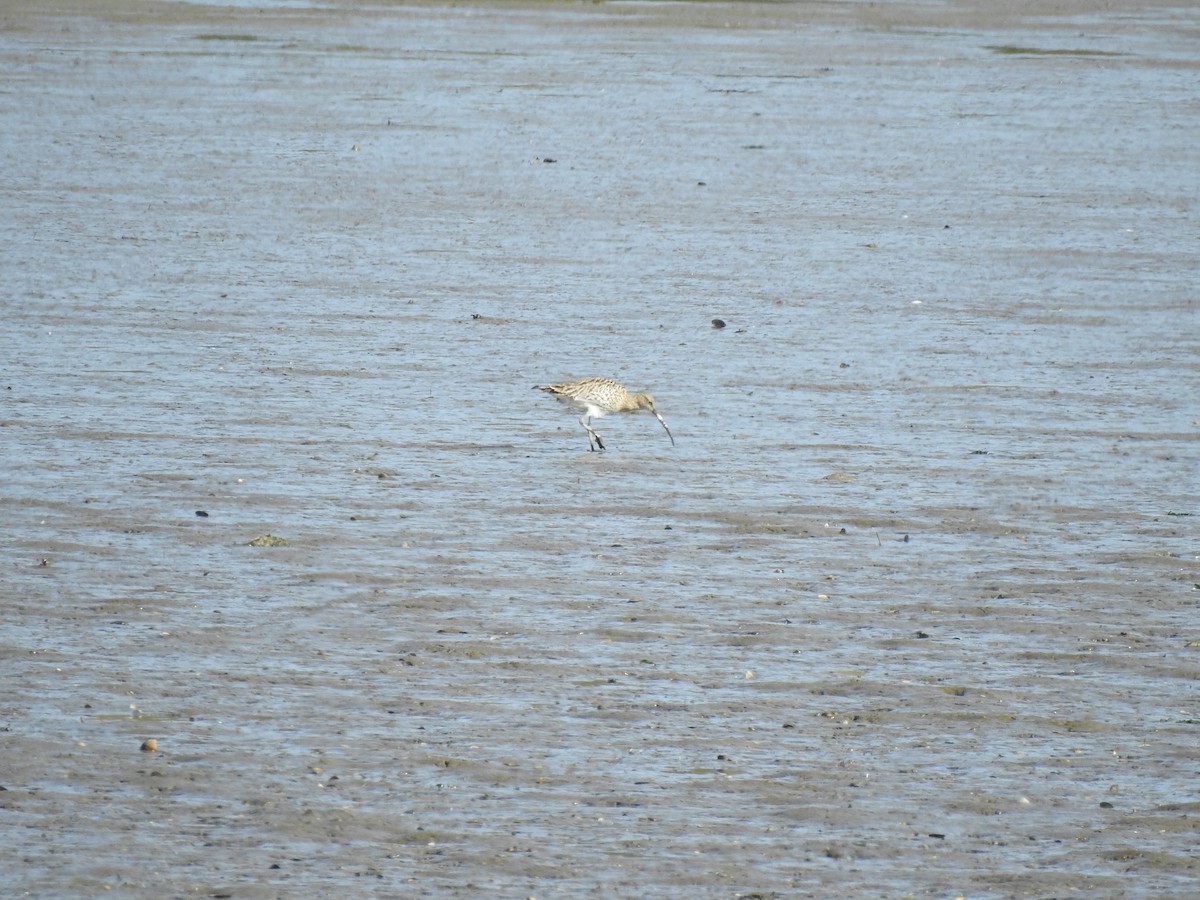 Eurasian Curlew - ML613359168