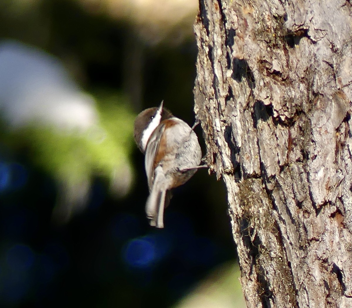 Chestnut-backed Chickadee - Mary McCafferty