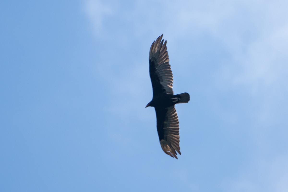 Turkey Vulture - ML613359173