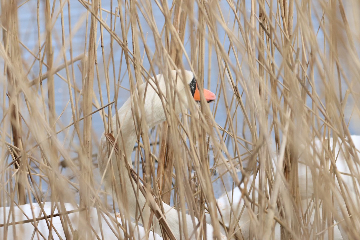 Cygne tuberculé - ML613359178