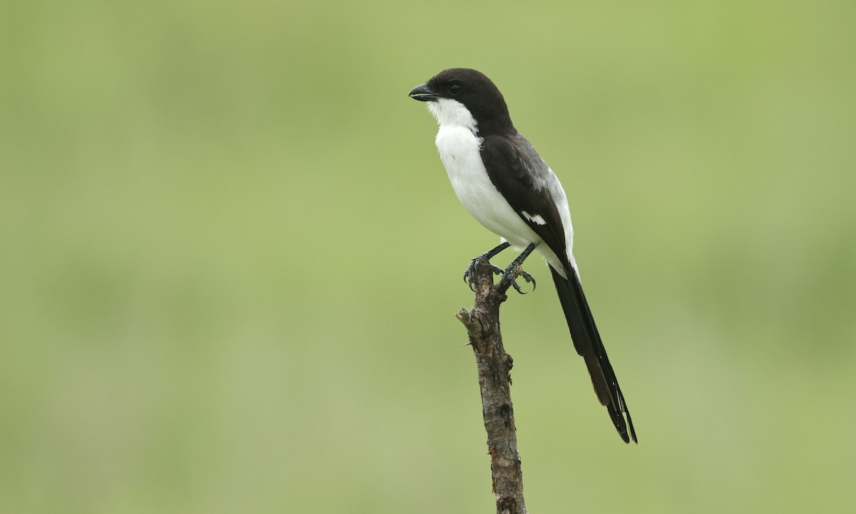 Long-tailed Fiscal - Evan Larson