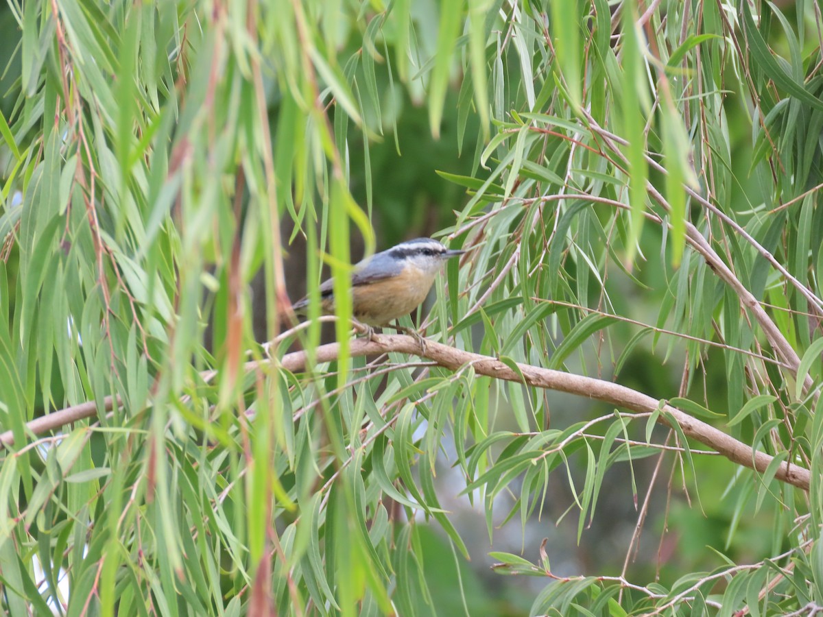 Red-breasted Nuthatch - ML613359238